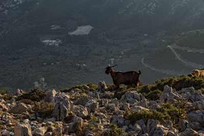 View of an animal on rock