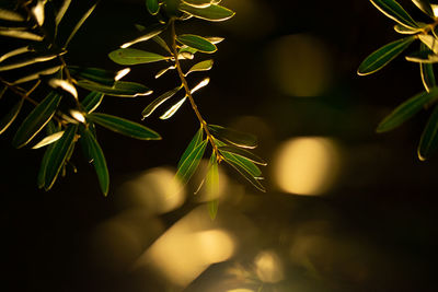 Close-up of fresh green plant