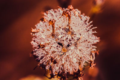 Close-up of cherry blossom