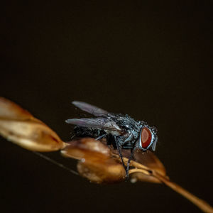 Close-up of fly against black background