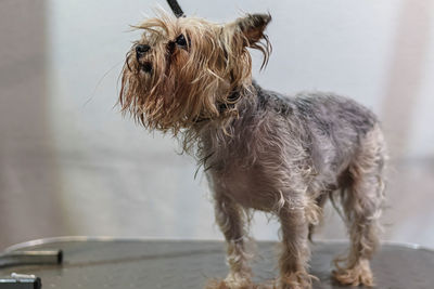 Yorkshire terrier dog gets nail cut hair grooming at salon and pet spa