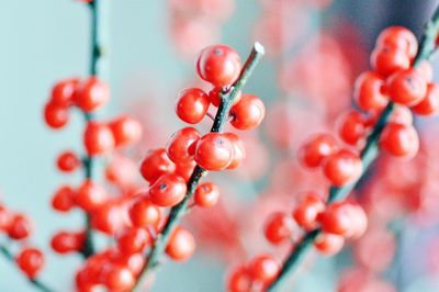 Close-up of red berries