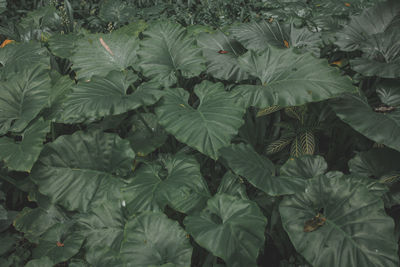 Full frame shot of fresh green leaves