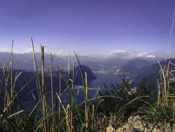 Close-up of plants on mountain against sky