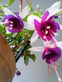 Close-up of flowers blooming outdoors