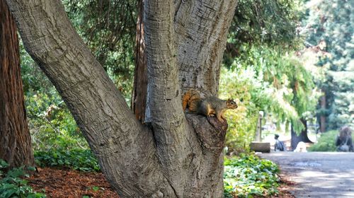 Squirrel on tree trunk