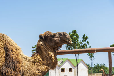 Low angle view of a horse against clear sky