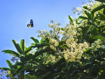 Low angle view of butterfly flying by tree against clear blue sky