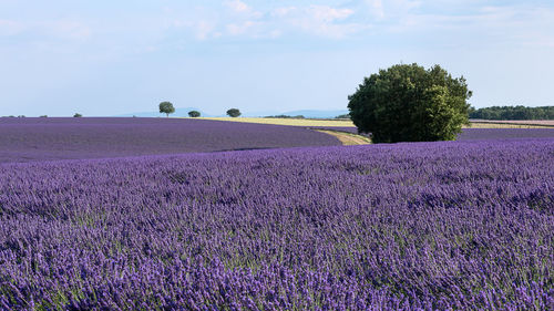 Scenic view of lavender field against sky