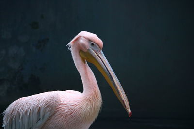 Close-up of pelican