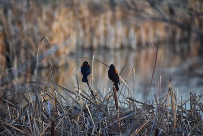 Birds perching on dry grass by lake