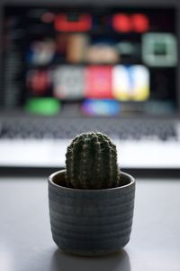 Close-up of potted plant on table