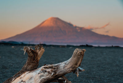 Driftwood on beach against sky during sunset