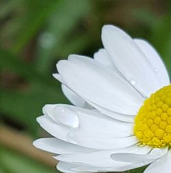 Close-up of white flowers