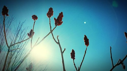 Low angle view of trees against blue sky