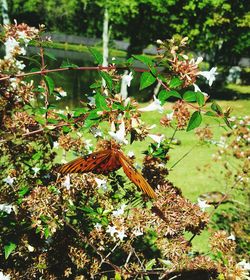 Close-up of flowers on plant