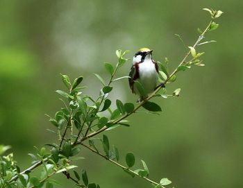 Bird perching on a plant