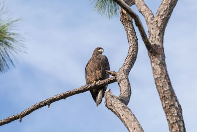 Low angle view of eagle perching on tree against sky