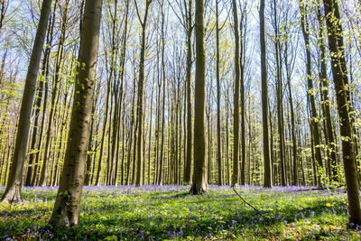 Trees growing in forest