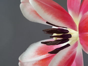 Close-up of pink rose flower