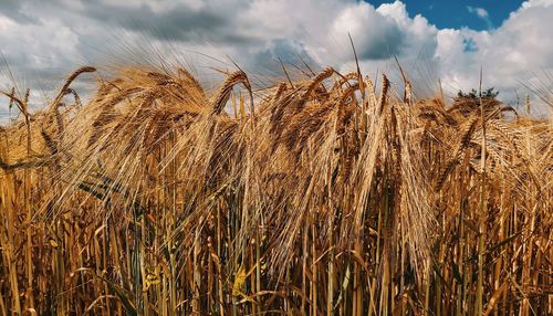 Close-up of wheat growing on field against sky