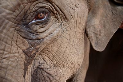 Close-up of elephant