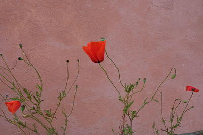 Close-up of red rose against wall