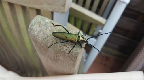 Close-up of insect