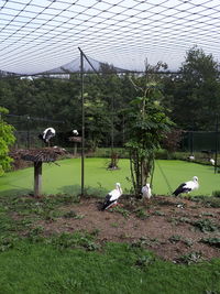 Birds perching on field against sky