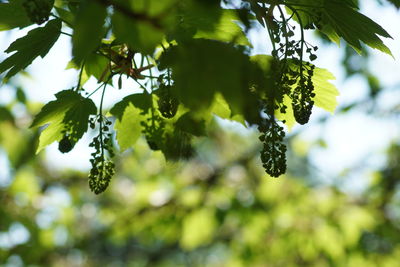 Close-up of flowering plant on branch
