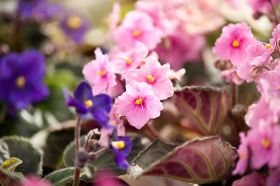 Close-up of flowers