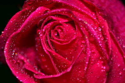 Close-up of wet pink rose