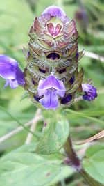 Close-up of bee on purple flower