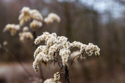 Close-up of white cherry blossom tree in winter