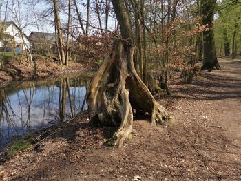 Tree trunk by lake in forest