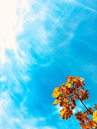 Low angle view of flower tree against sky