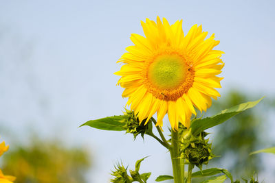 Close-up of yellow sunflower against sky