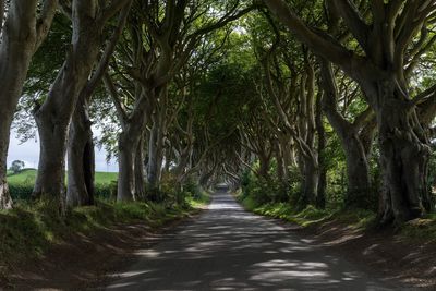 Road amidst trees