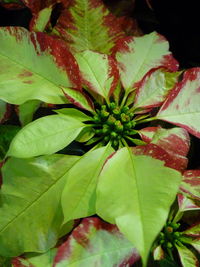 High angle view of plant leaves