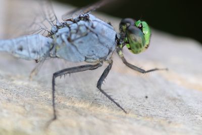 Close-up of spider on wood
