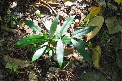 High angle view of plants growing on field