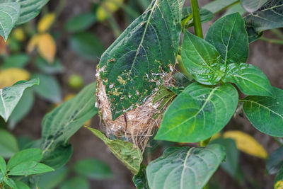 Close-up of insect on leaves