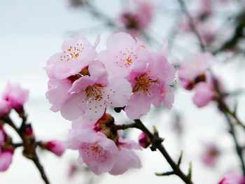 Close-up of pink cherry blossom