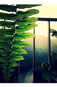 Close-up of green leaves