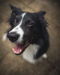 Close-up of black dog looking away