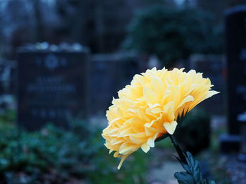 Close-up of yellow flower blooming outdoors