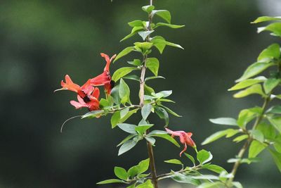 Close-up of red flowering plant
