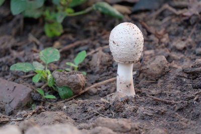 Close-up of mushroom growing on field