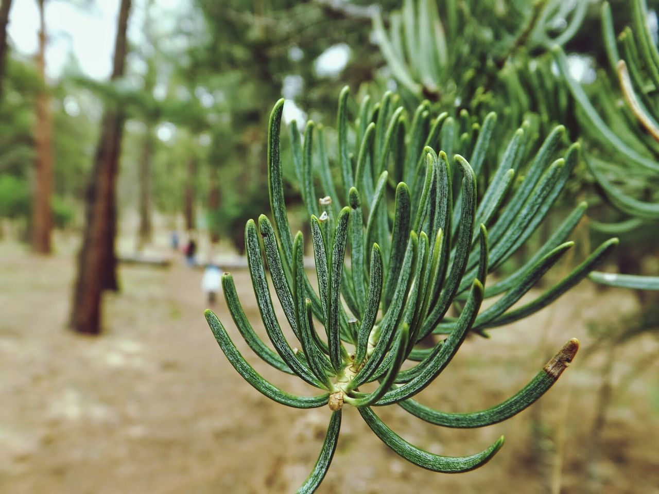 growth, close-up, focus on foreground, plant, nature, freshness, beauty in nature, fragility, cactus, green color, growing, flower, bud, leaf, selective focus, botany, day, tranquility, new life, stem