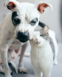 Close-up portrait of dog and cat at home
